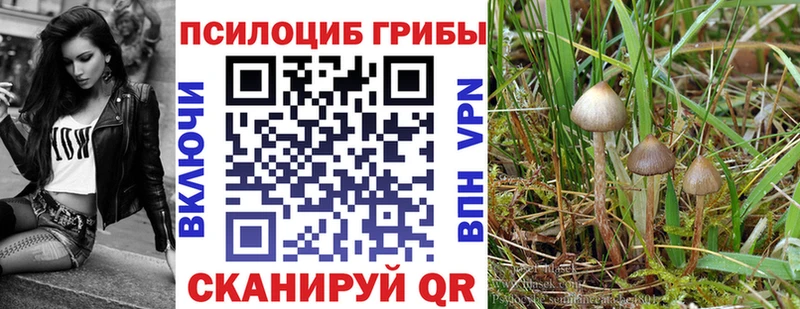где можно купить   мега сайт  Псилоцибиновые грибы Psilocybe  Калининград 